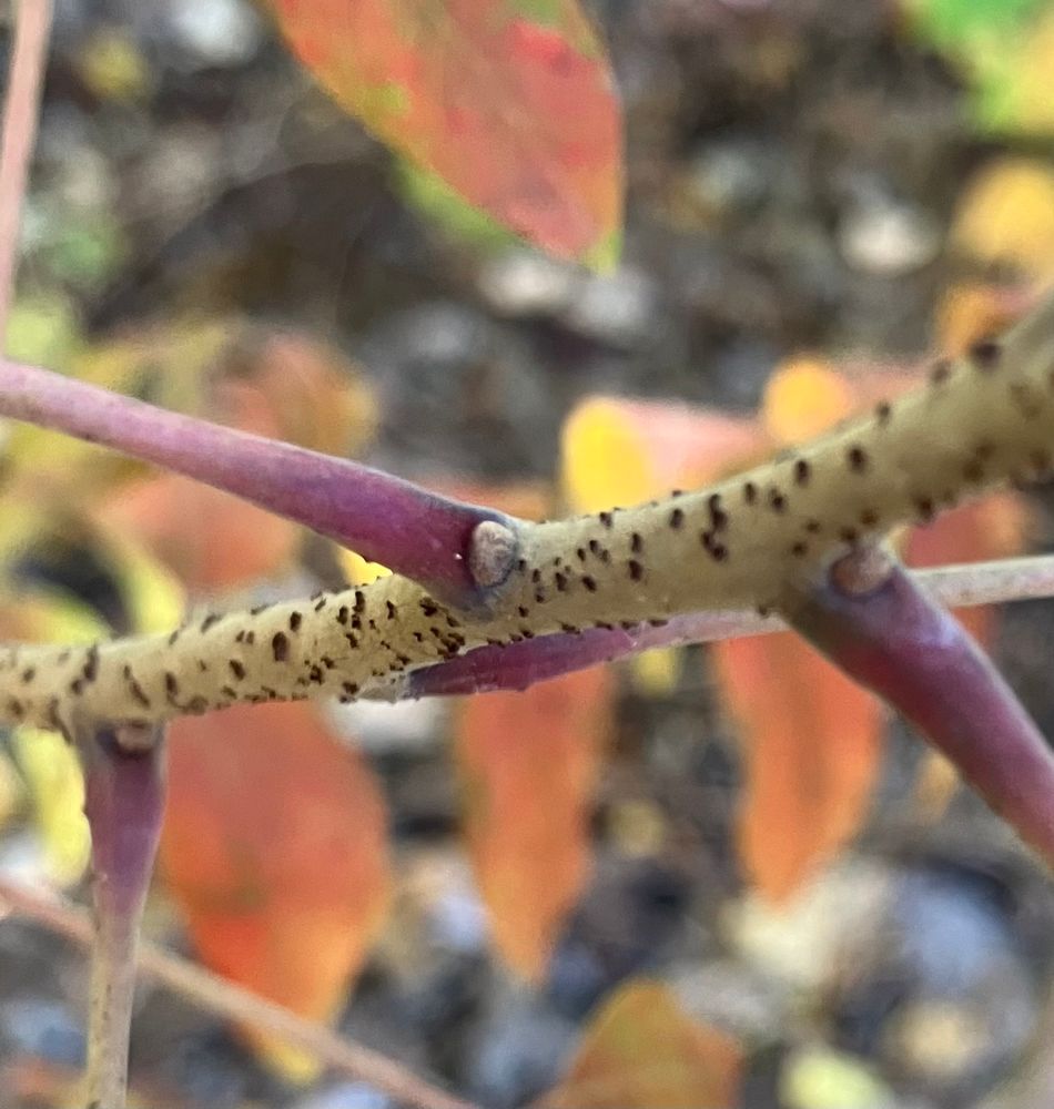 A stem of Rhus copallinum with red petioles and little brown axillary buds.
