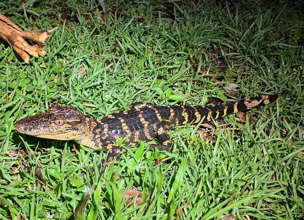 A very small alligator in short grass.
