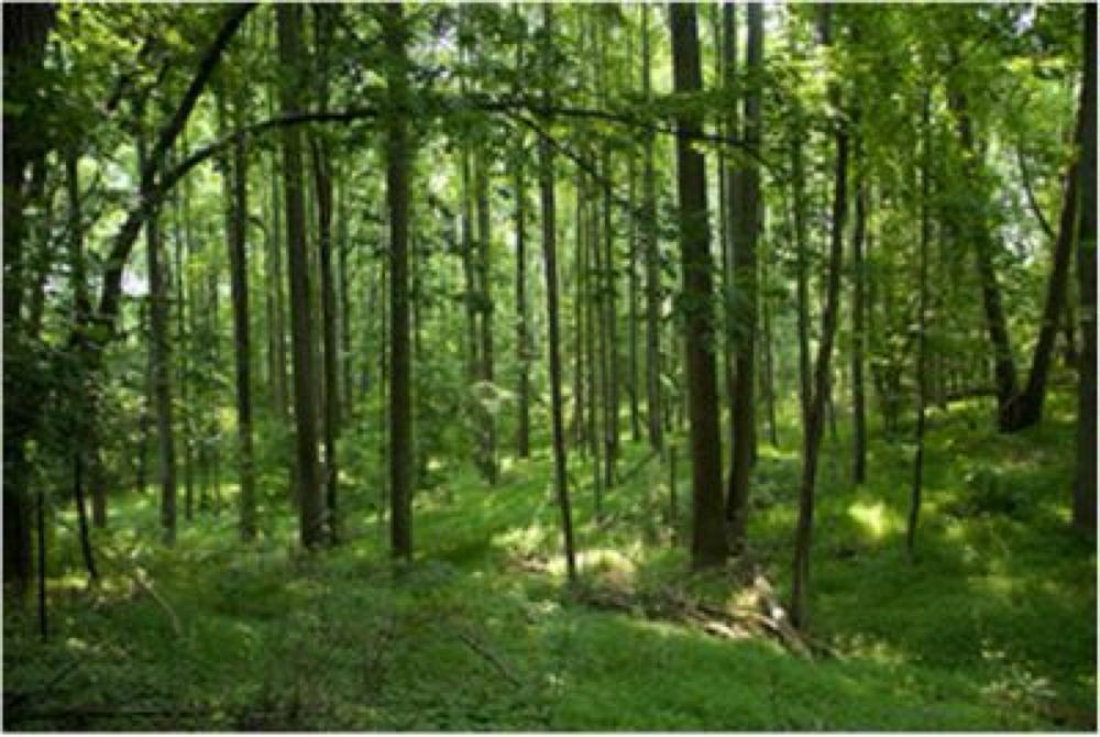 Eastern Deciduous Forest (U.S. National Park Service)