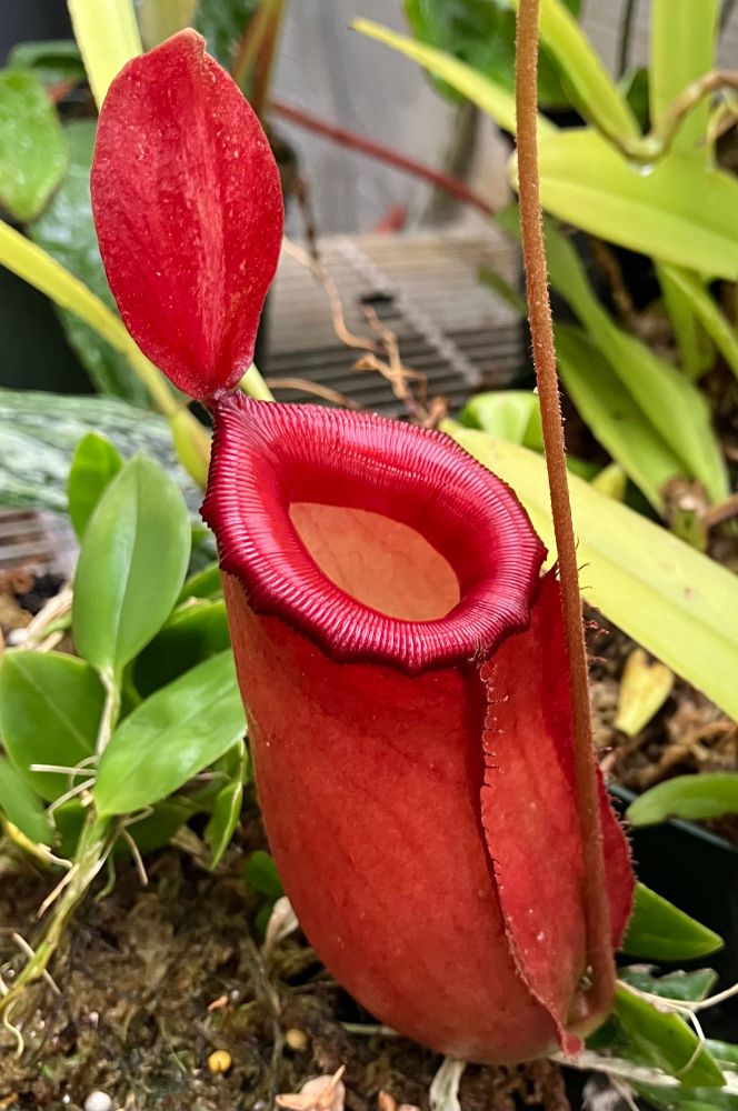 A bright red pitcher of Nepenthes ‘Bloody Mary’ sitting on the ground. With its oval lid and broad peristome, it looks more than a little like a toilet with the lid up and seat down.