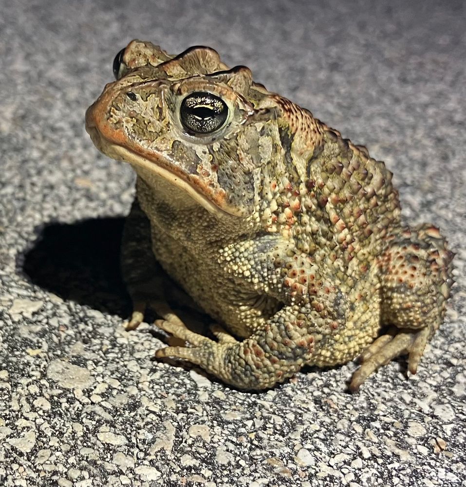 A warty,blotchy toad is sitting on a paved road with a very supercilious expression on its face.  It sees what you are doing, and it judges you.
