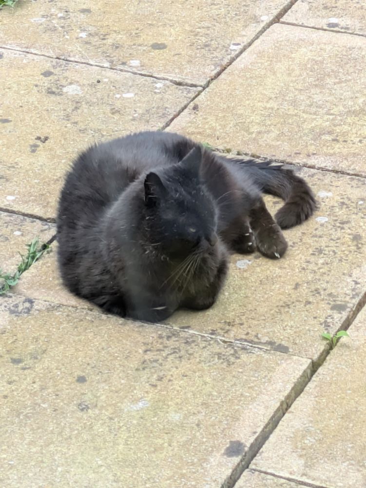 An older black cat Gizzy lays on the patio 