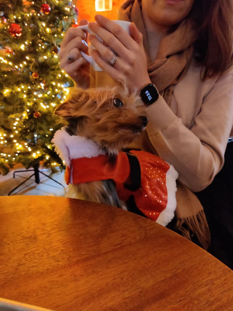 A tiny Yorkie facing me with her head turned to the right, she is sitting on her favourite humans lap with a Christmas tree in the background of a café. 

The dog is wearing a Santa themed red/white and black belt cloak/dress setup 
