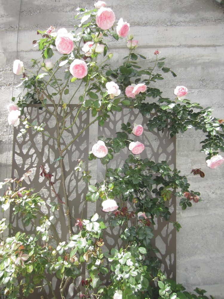 Pour cacher un vilain mur en béton banché deux panneaux métalliques ajourées de couleur brune contre lesquels est palissé un rosier "Pierre de Ronsard" en fleurs.