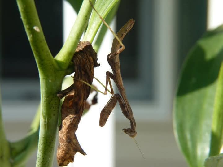 Praying Mantis