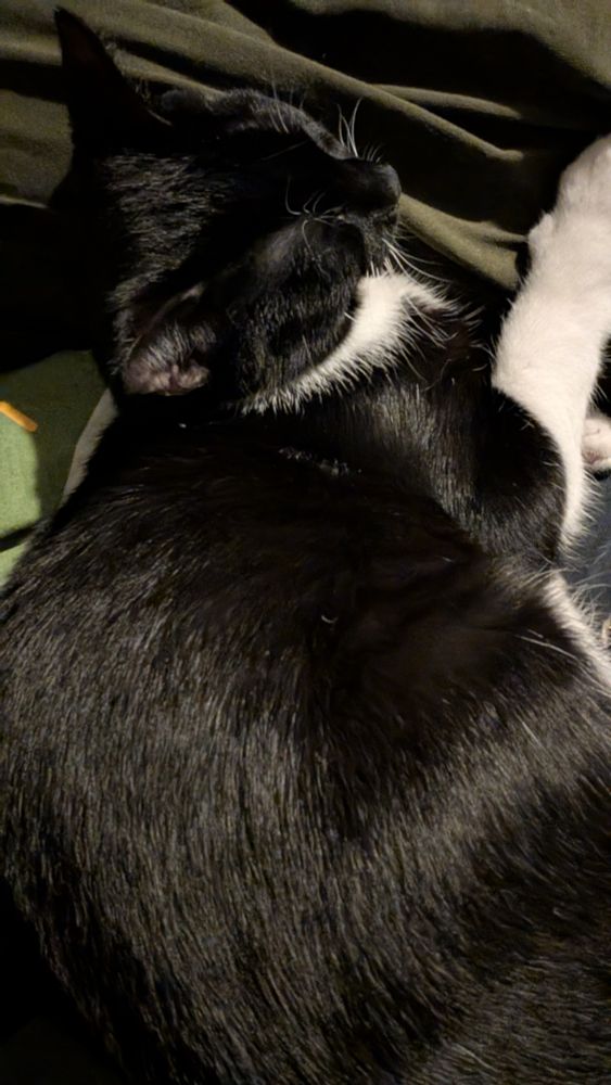 A sleeping black and white cat.