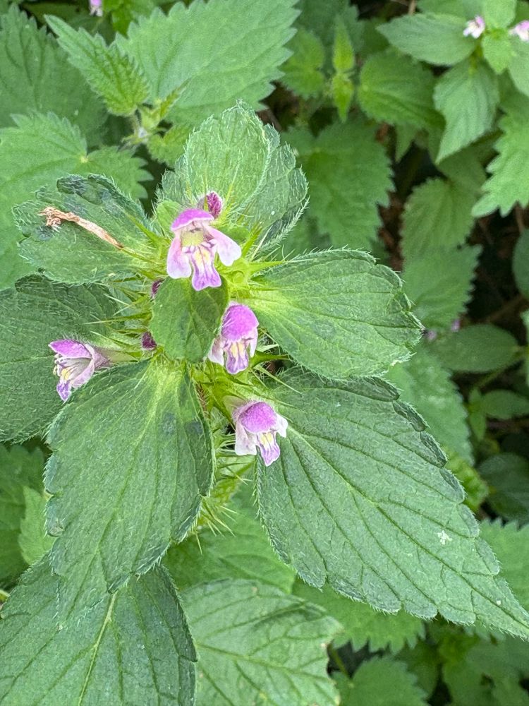 Brittlestem hempnettle