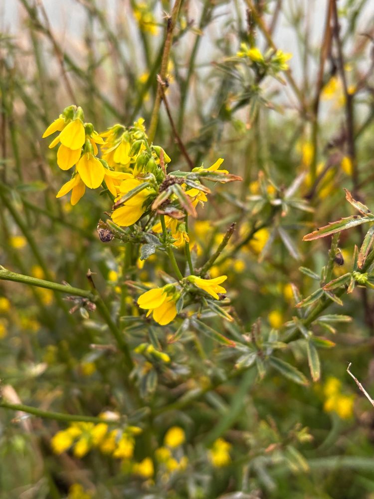 A yellow flower from the pea family growing in clusters on woody stems with narrow leaves 