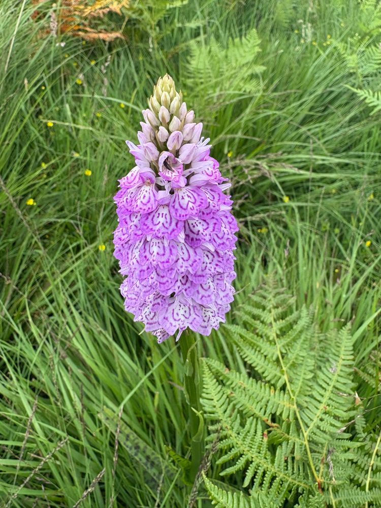 A whopper of a heath spotted orchid