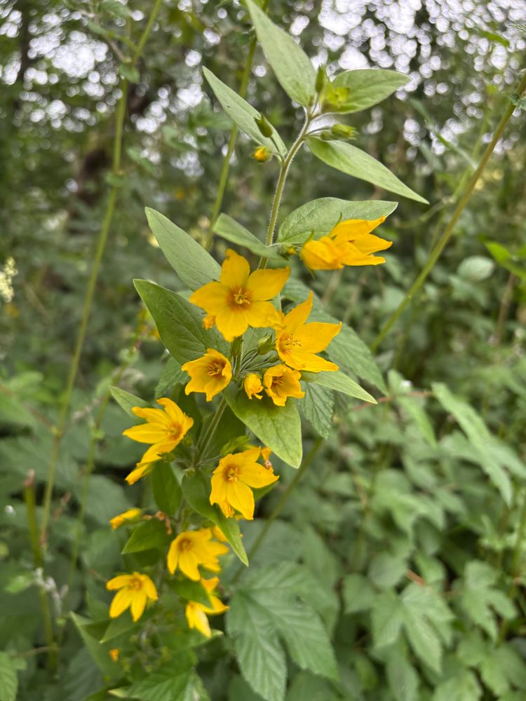 Yellow loosestrife grows everywhere 
