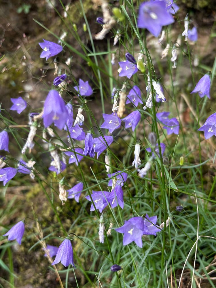 Harebells aplenty now I’m here