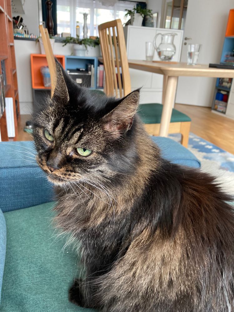 A long-haired dark brown cat with green eyes and an especially “done with your shit” facial expression.