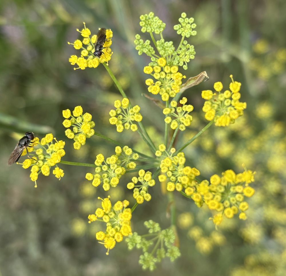 Two small black hoverflies feeding on the small yellow flowers of Fennel