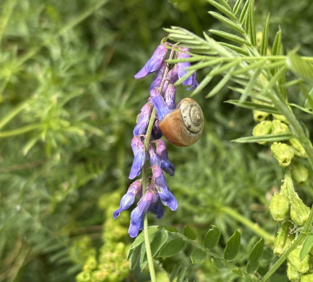 Small brown snail on purple flower, against a green background of other flowers and grasses
