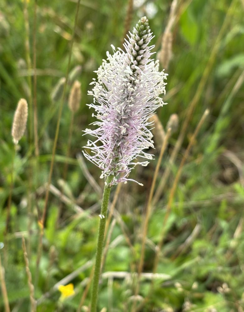A spike of tiny greenish white flowers with long pinky-purple stamens and white anthers at right angles, giving the flower a fuzzy look and a pinkish hue