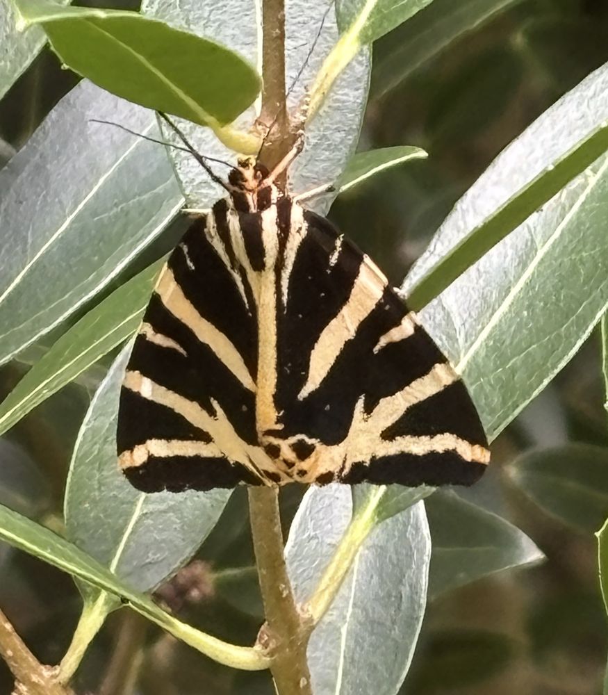 Jersey Tiger Moth with closed wings which have a diagonal black and cream zebra stripe pattern, holding onto a thick stem of a large green leafy bush
