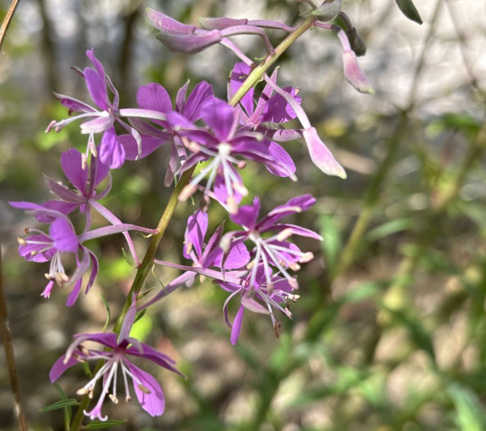 Close-up of Rosebay Willowherb, Chamaenerion angustifolium, also known as Fireweed with its pretty individual purple florets against a blurred background of trees