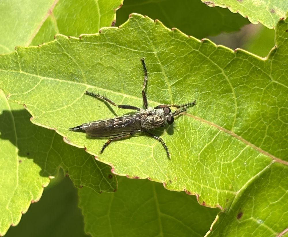 Black fly resting on a green leaf