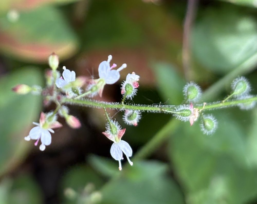 A short flower spike of tiny pinky-white 2-petalled flowers and some hairy seed capsules, all on a hairy stem, against a blurred green background of leaves