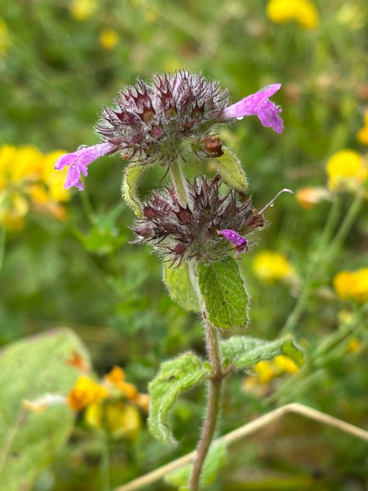 Close-up of a Wild Basil flower with only a few tiny light purple flowers remaining and some raindrops; the plant has a hairy stem, leaves and sepal tubes, against a background of other blurred yellow wildflowers