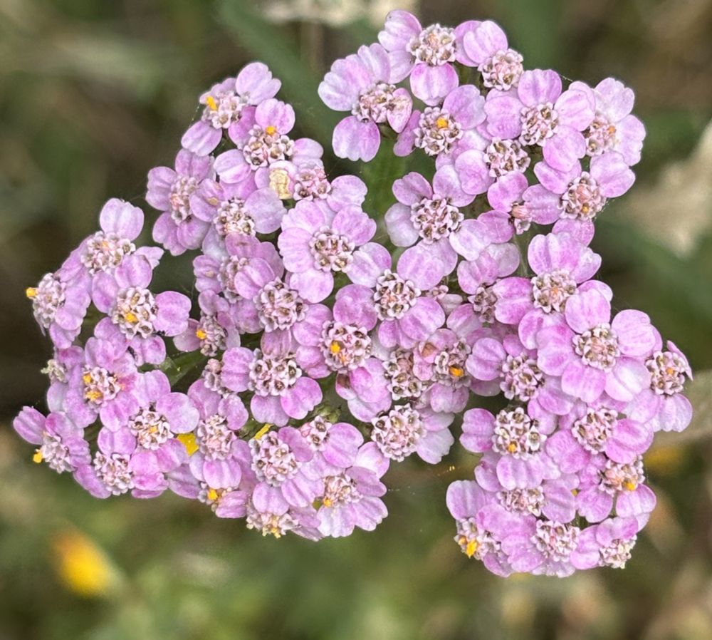 Close-up of the tiny pink and white flowers of a Yarrow flowerhead as seen from above, with a blurred background of other wildflowers beneath