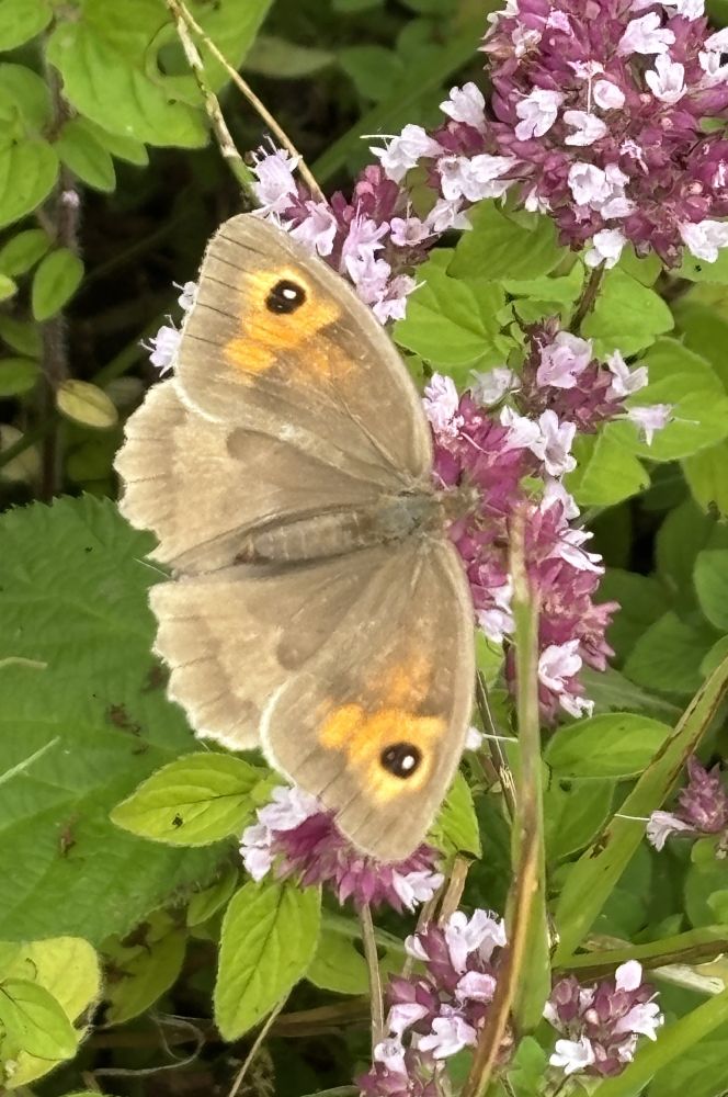 Close-up of a Meadow Brown butterfly on a pink and white flowered Wild Marjoram with green leaves around it and below