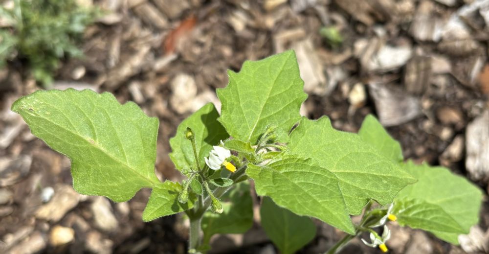 A tiny white flower with its petals swept backwards, with others that are either in bud or spent, surrounded by green leaves, one of which is upturned, against a blurred background of soil and dried grass