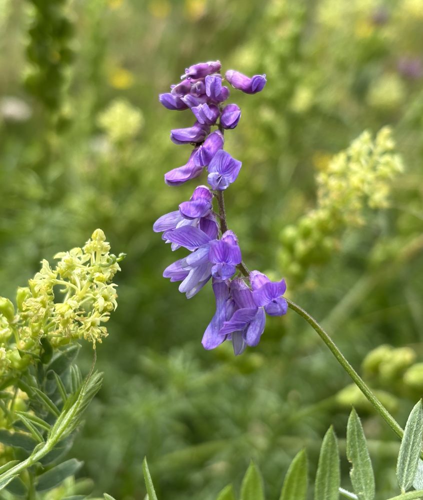 A purple flower in the centre, with part of a yellow one to the left side, against a blurred background of other yellow flowers and grasses
