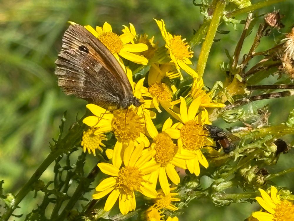 A Meadow Brown butterfly and a small black fly feeding on the bright yellow flowers of Common Ragwort