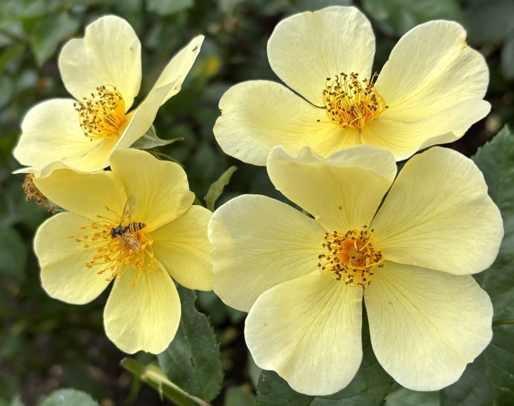 Four yellow flowers, each with five petals of a rose named Tottering-by-Gently, against a blurred green background of its leaves