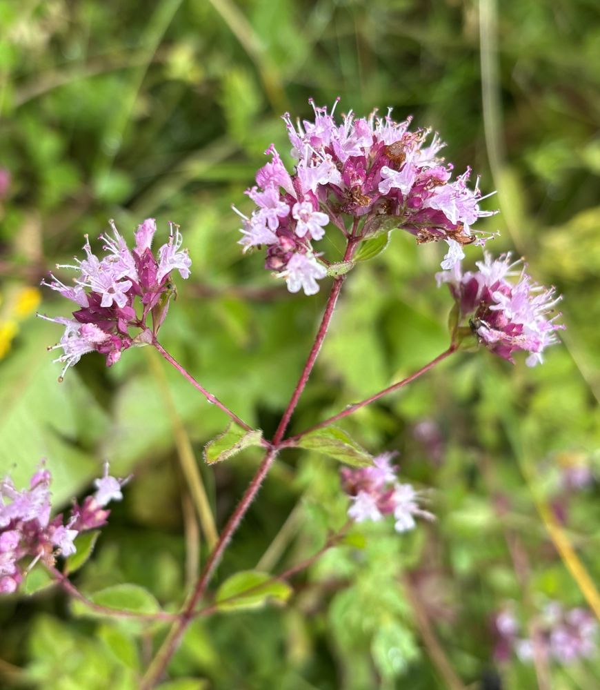 Close-up of a Wild Marjoram flower, with its tiny flowers in shades of pink, against a blurred green background of other grasses and flowers