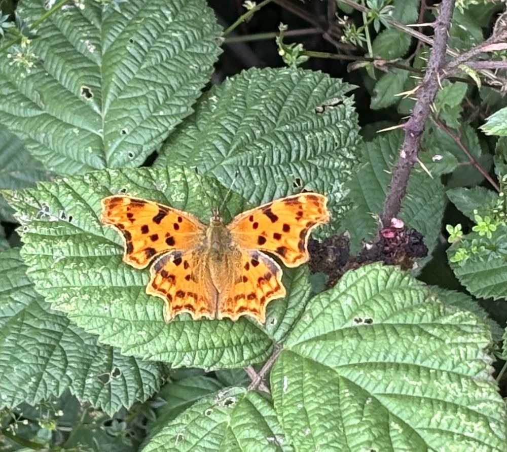 An orange-brown butterfly with darker markings on its wings which have irregular edges resting with its wings open; viewed from above as it rests on a green leaf, surrounded by other leaves and thorny stems of a bush