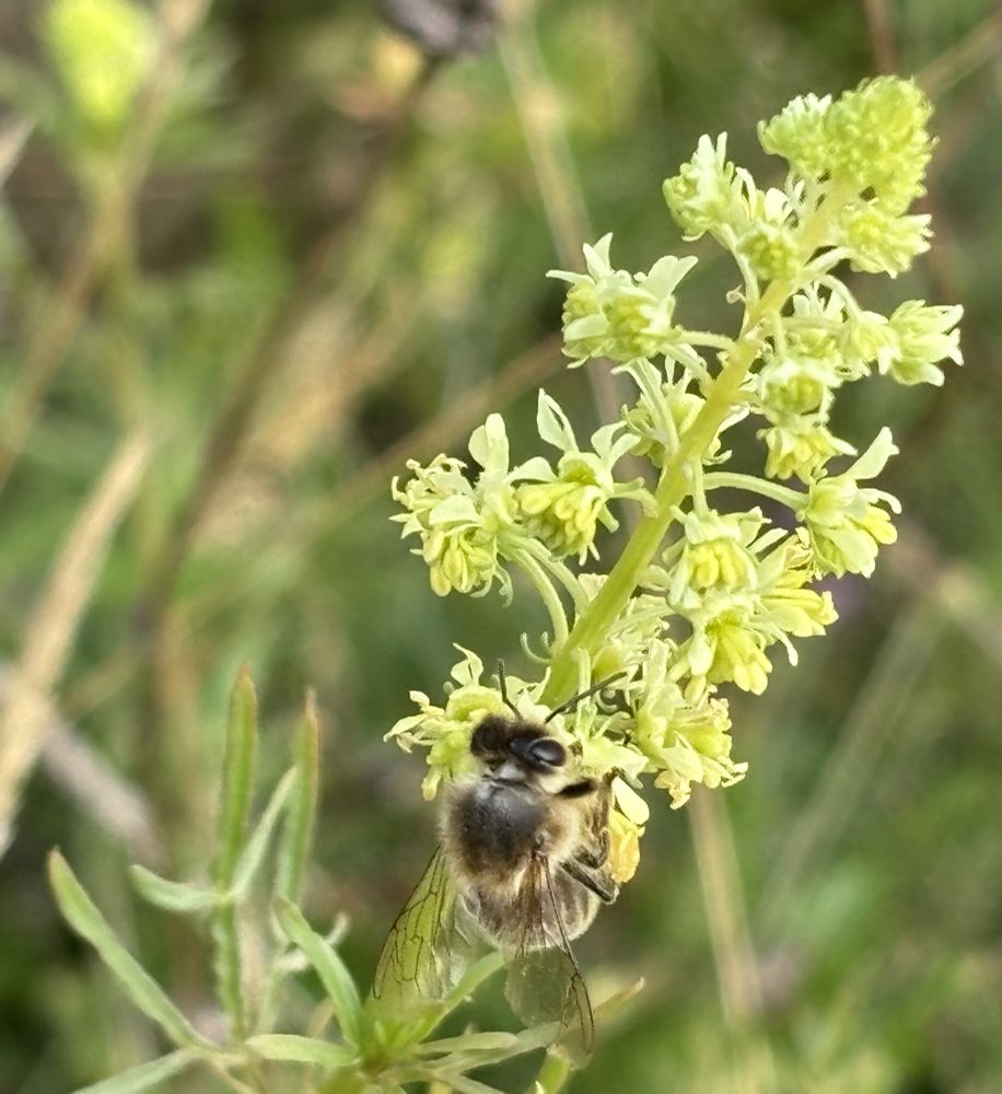 Close-up of a Honey Bee showing one of its pollen sacs or baskets on the side of its body, feeding on a spike of yellow flowers, against a blurred background of other flowers and grasses
