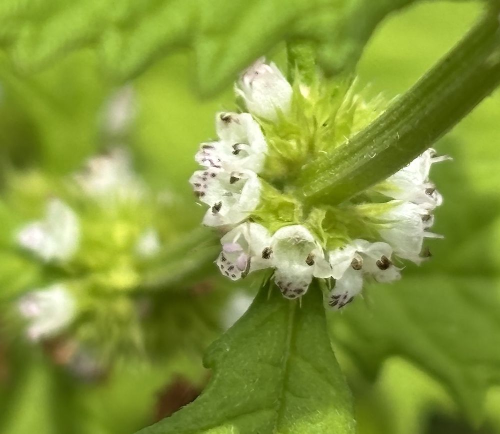 Small white and purple speckled flowers of Gypsywort growing around its square stem, with others below that are out of focus against a blurred green background