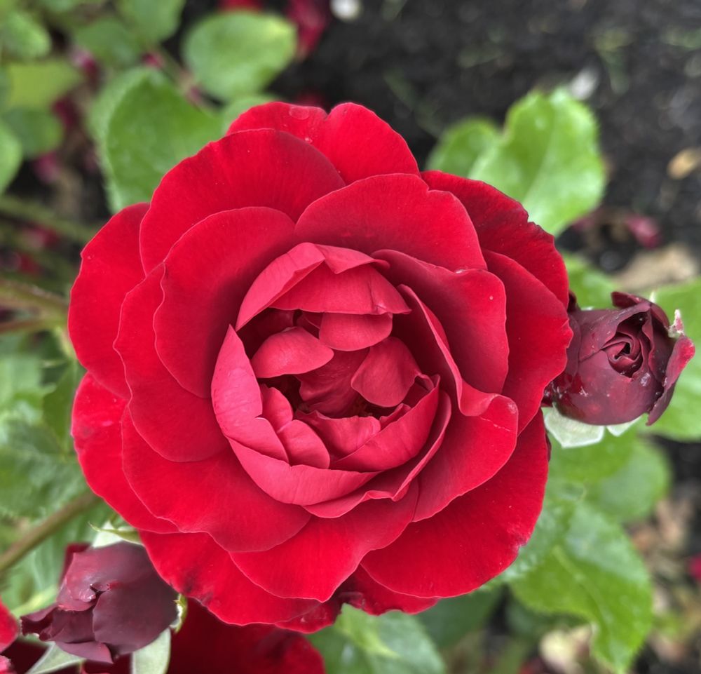 A red rose with 2 buds and green leaves in the background