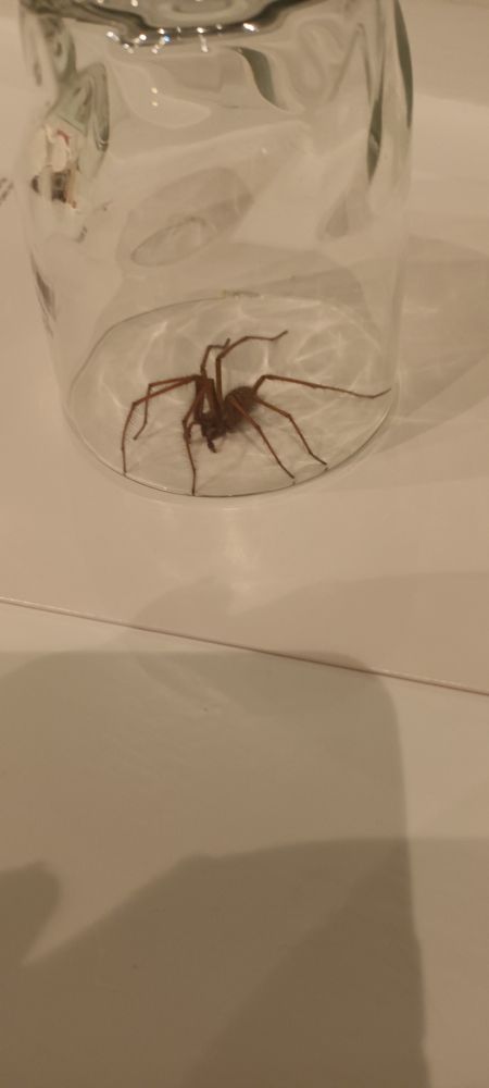 House spider the size of my palm, under a drinking glass. Origin: my bath. Destination: my garden.