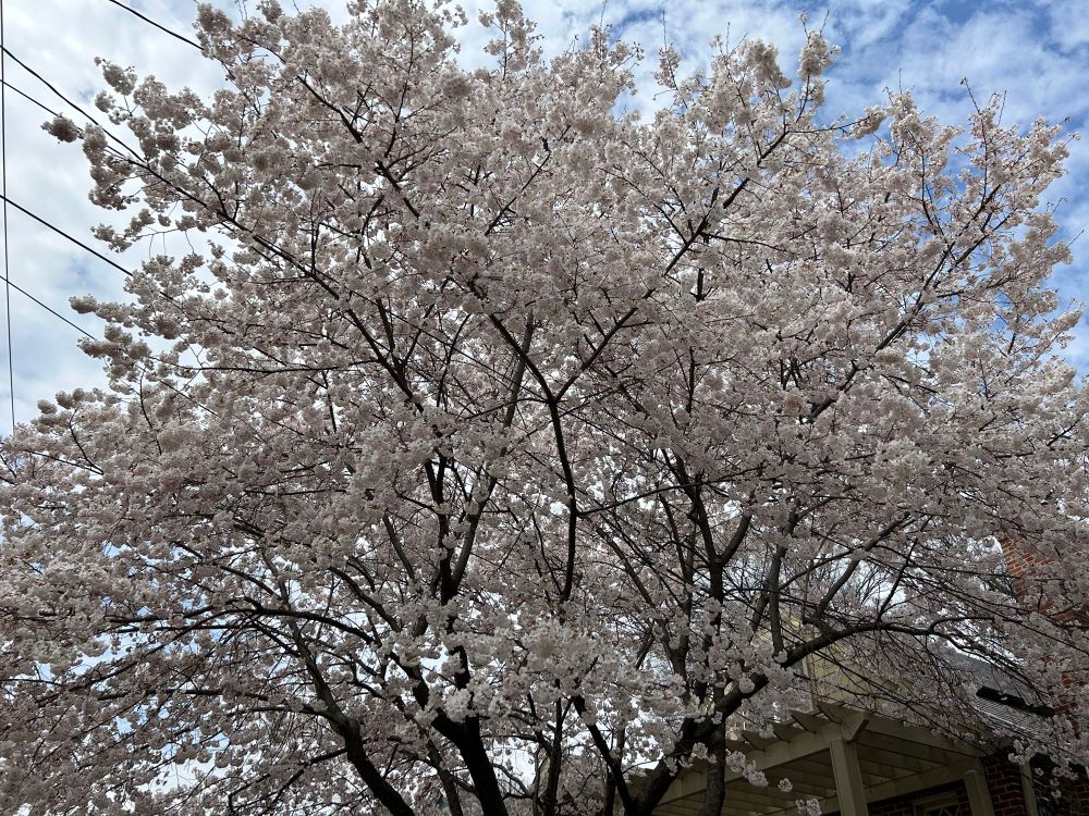 Local cherry tree in bloom. 