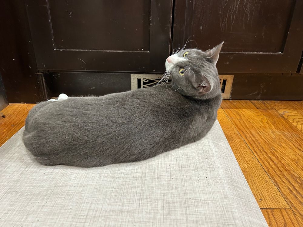 Cat lying in front of heating vent. 