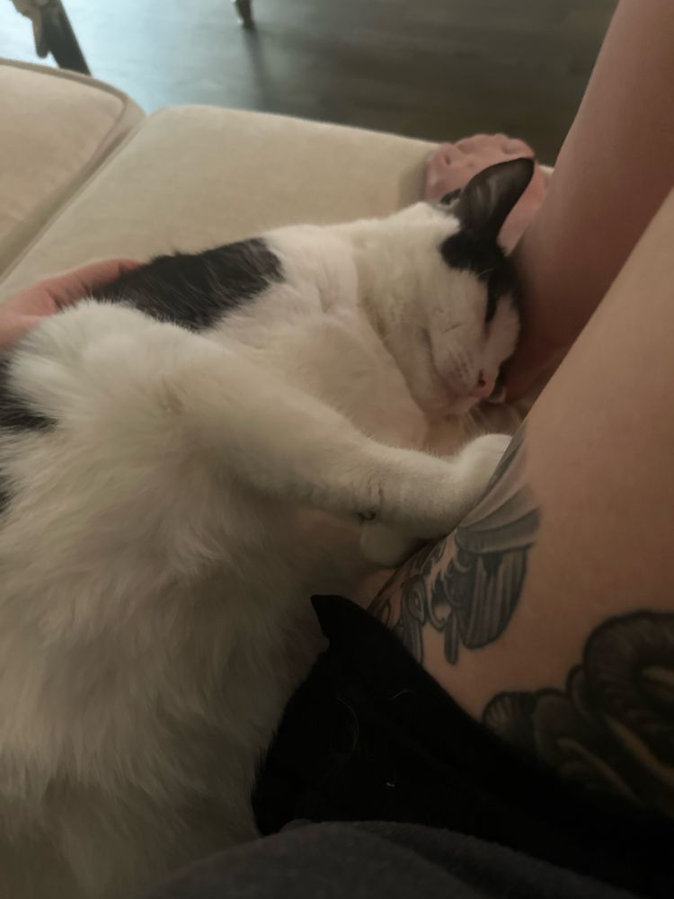 My cat, a black and white tuxedo, cuddling against my legs on a couch 