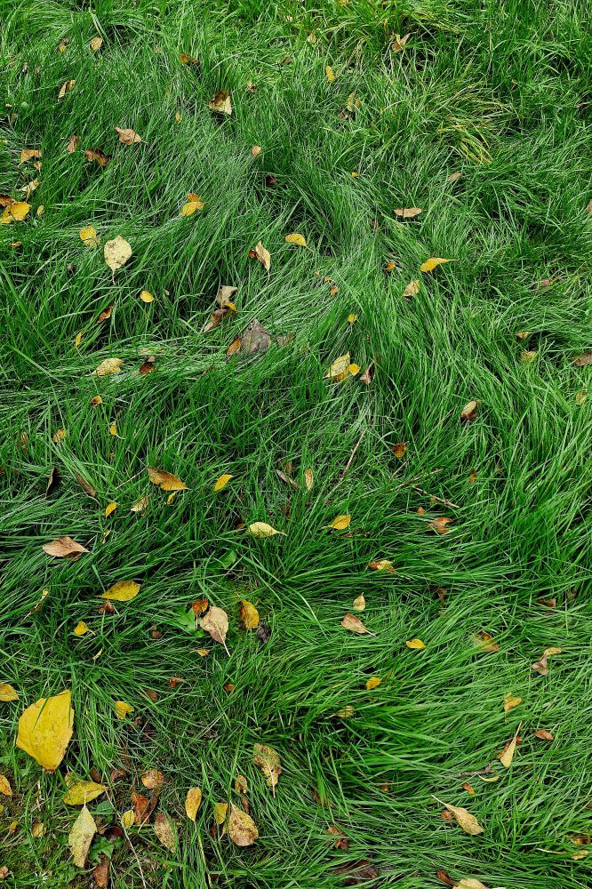 Long green grass, spotted with leaves, swirling like the sea