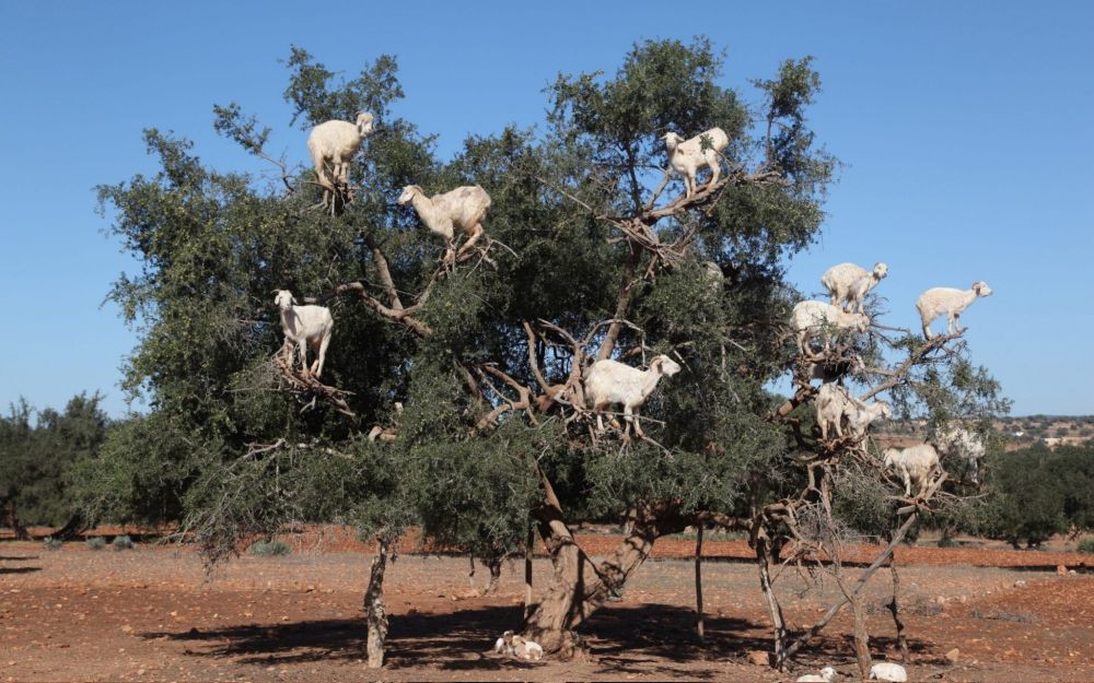 Color photo of goats on a tree