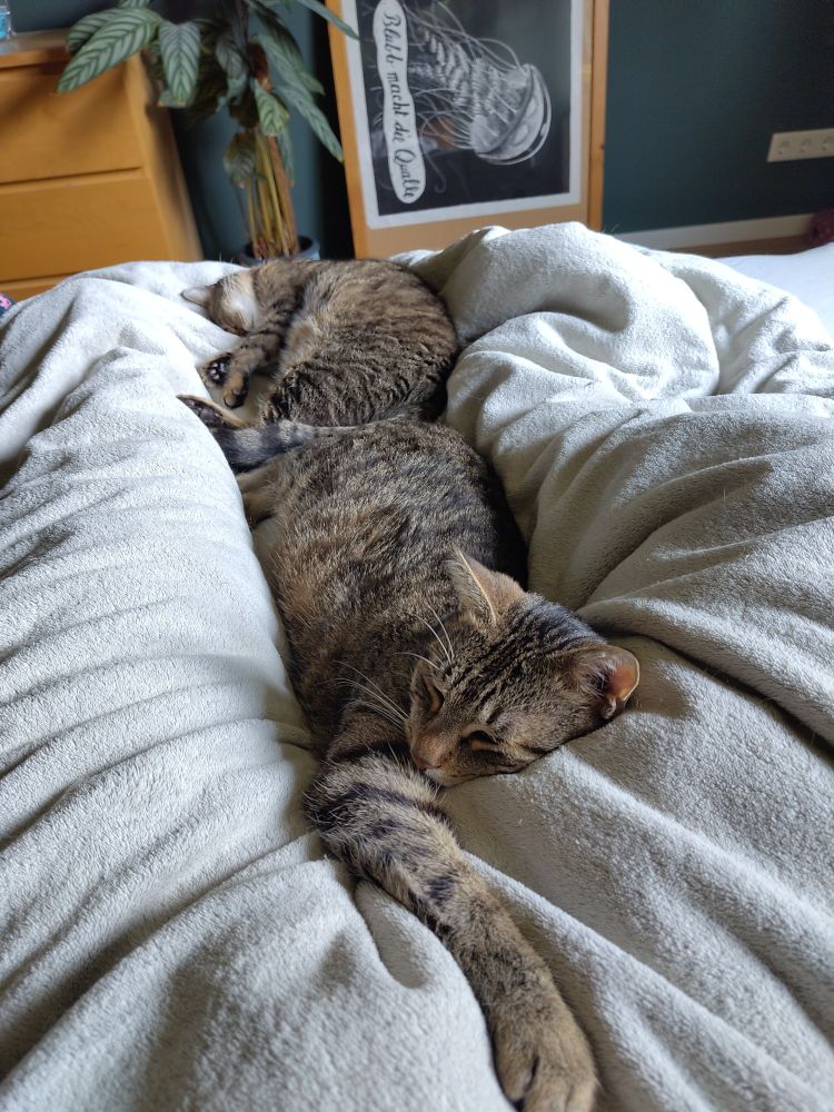 Zwei braune Katzen liegen tiefenentspannt auf einer weißen Bettdecke. Links und rechts von ihnen zeichnen sich unter der Decke meine Beine ab.