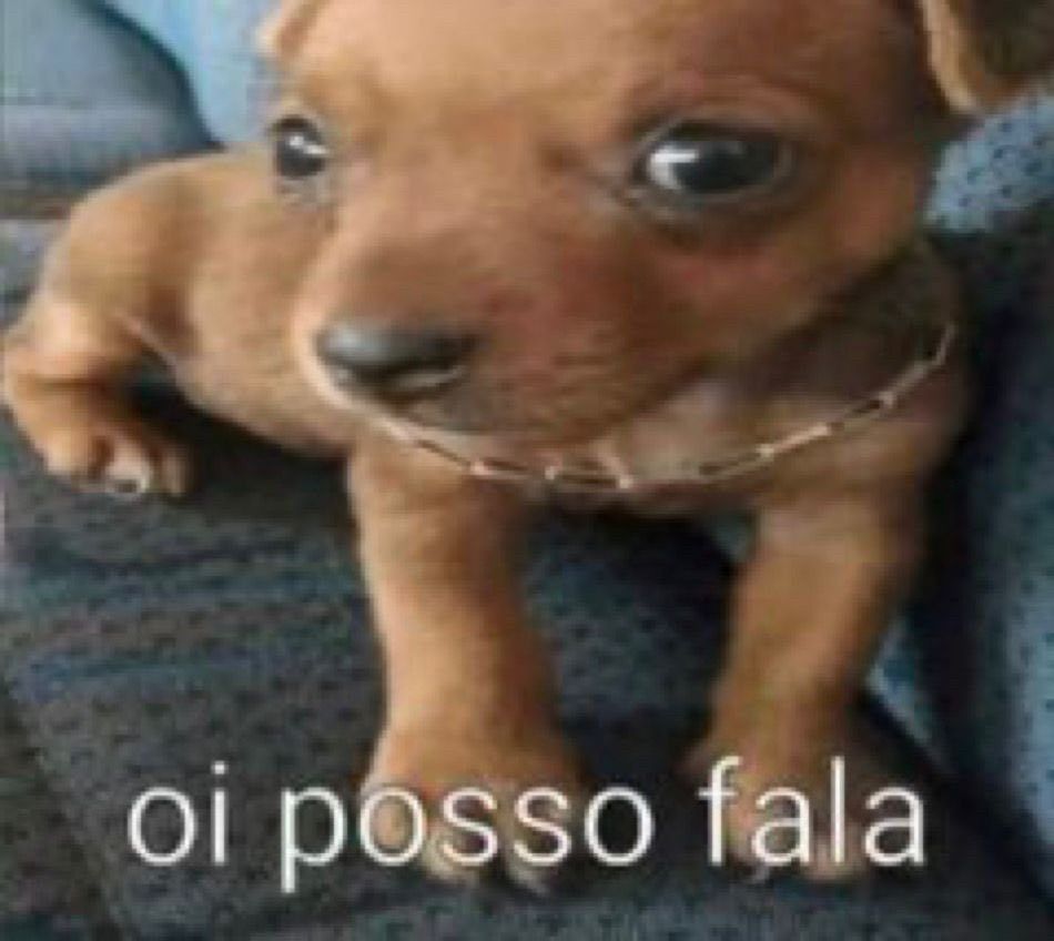 Imagem de um cachorro filhote, de cor caramelo queimado, olhando para a câmera. Contém a legenda "oi posso fala" centralizada na região inferior. 