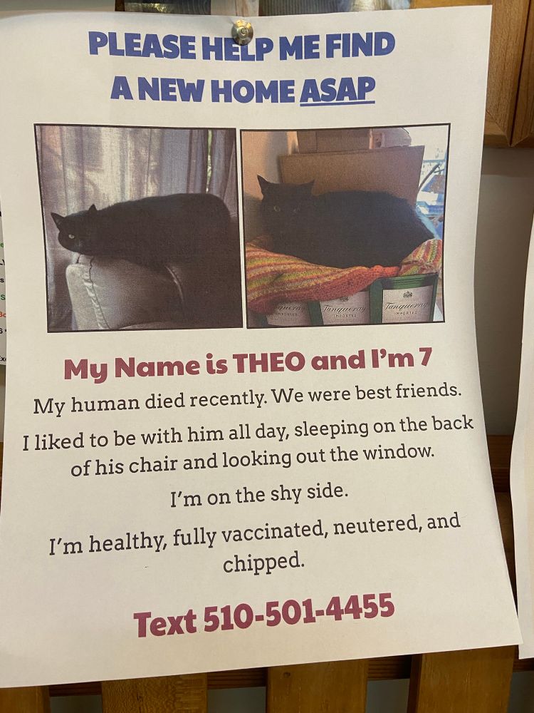 Post with two photos of a black cat and words
My name is Theo and I’m 7
My human died recently. We were best friends. 
I liked to be with him all day, sleeping on the back of his chair and looking out the window
I’m on the shy side
I’m healthy, fully vaccinated, neutered and chipped
Text: 510-501-4455