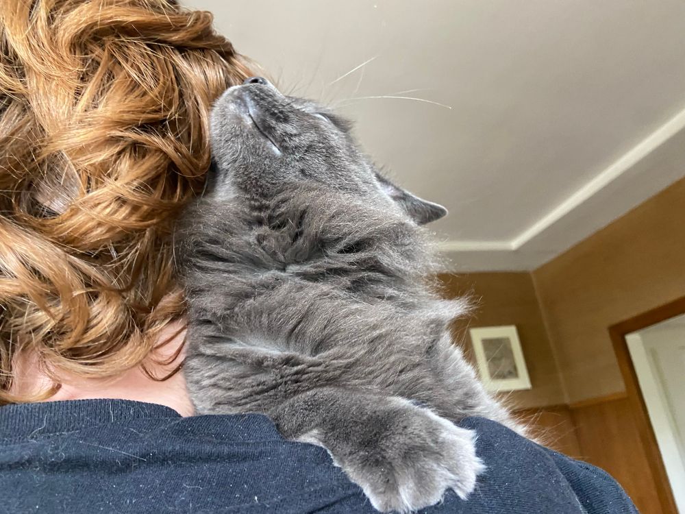 Fluffy grey cat on human shoulder rubbing its face into red hair of human; human has dark blue shirt 