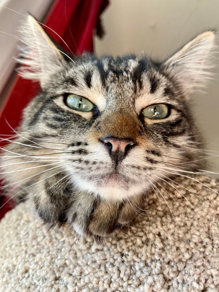 Striped black and brown cat with greens eyes close up witu paws under chin