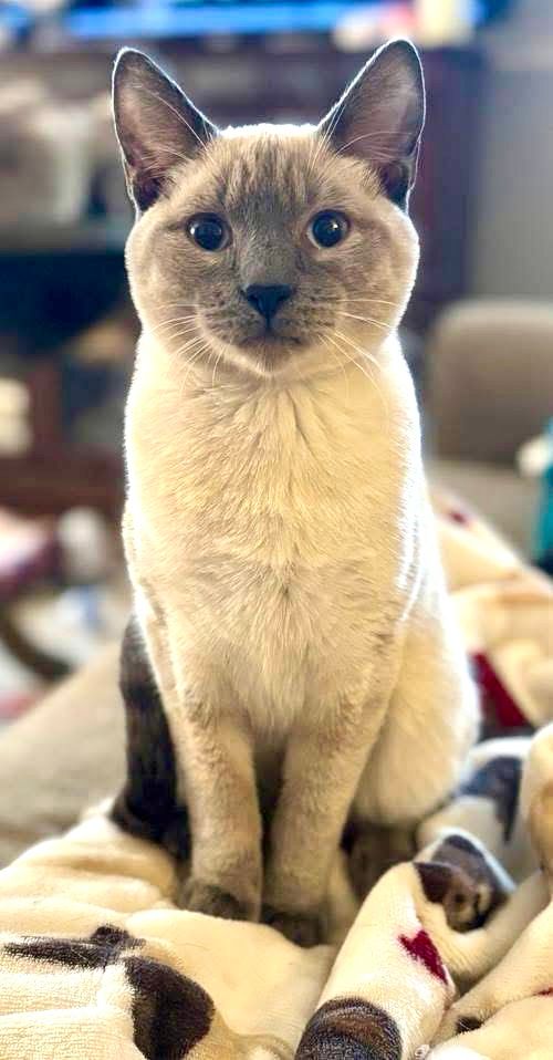 Siamese grey and cream kitten staring at the camera sitting on blanket 