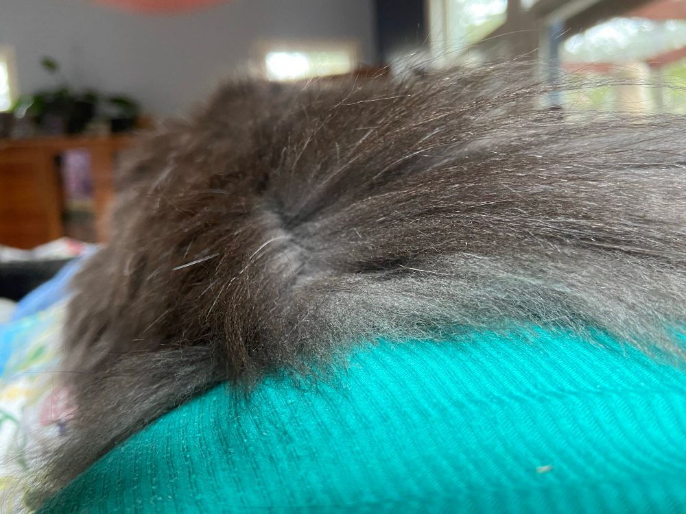 Grey fluffy cat tail on teal shirt 
