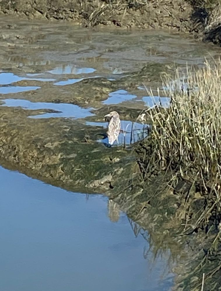 Brown and white speckles bird in mudflat with water and grasses 