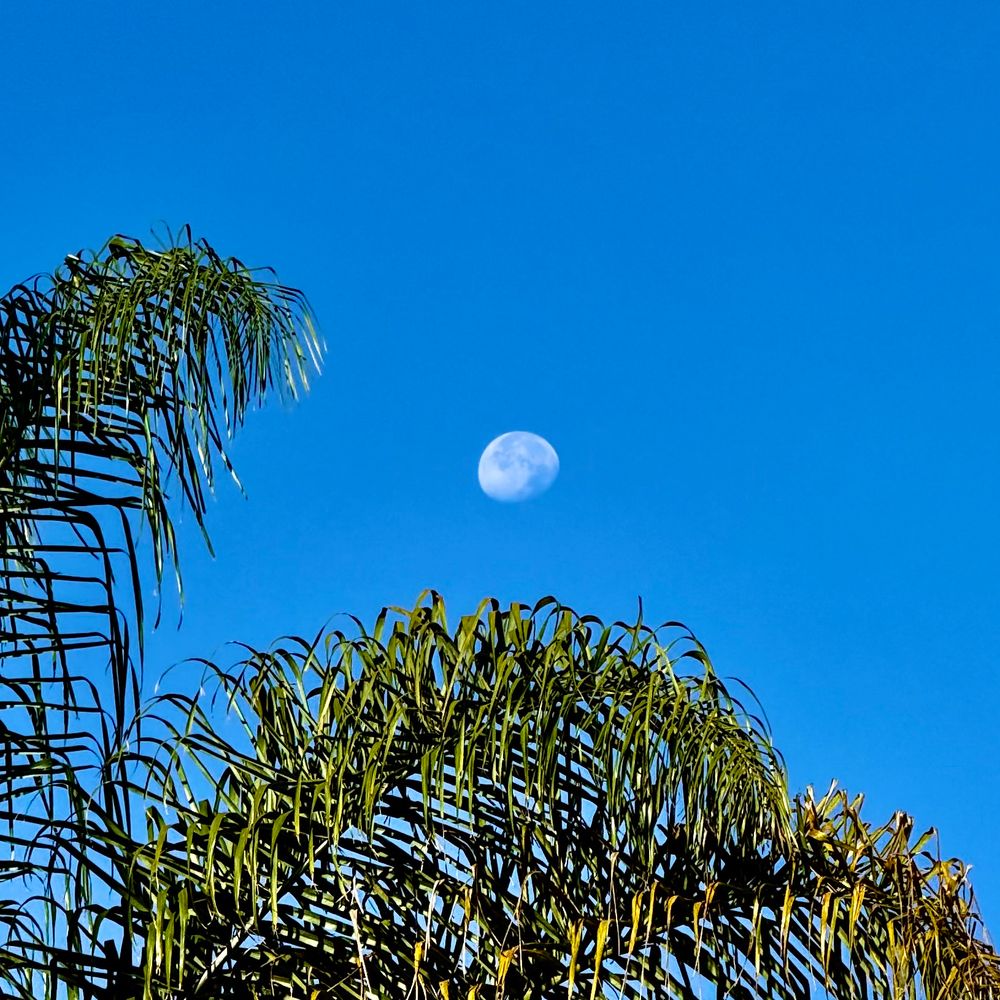 A brilliant blue sky with palm fronds of a tall tree along the left and bottom of the square image. In the center, framed by the palm fronds is a partial moon. The contours of the moon are clearly visible and shaded slightly blue. From a phone!